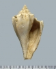 IJR-057: Athleta (Volutispina) spinosa (Lamarck)