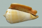 IJR-357: Strombus (Conomurex) luhuanus (Linnaeus 1758)