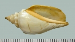 IJR-376: Strombus (Canarium) urceus (Linnaeus 1758)