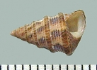 IJR-384: Jujubinus exasperatus (Pennant 1777)