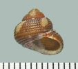 IJR-385: Clanculus cruziatus (Linnaeus 1758)