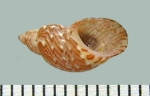 IJR-387: Tricolia speciosa (von Mühlfeldt 1824)