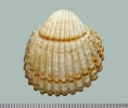 IJR-496: Acanthocardia tuberculata (Linnaeus 1758)