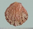 IJR-526: Spondylus gaederopus (Linnaeus 1758)