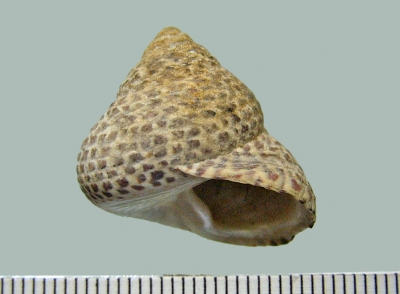 Trochocochlea  turbinata (=Monodonta)