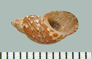 Phasianella speciosa