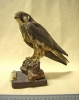 IJR-201: Falco peregrinus