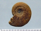 IJR-025: Ammonit