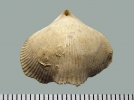 IJR-086: Cyclothyris vespertilio (Brocchi)