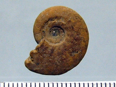 Ammonites (Lissoceras) grasianus d'Orb.