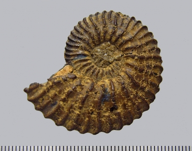 Ammonites (...plites) deluci