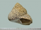 IJR-350: Monodonta turbinata (Born 1780)