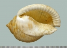 IJR-386: Phalium undulatum (Gmelin 1791)