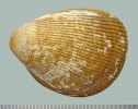 IJR-491: Laevicardium oblongum (Gmelin 1791)
