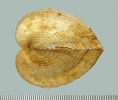 IJR-507: Corculum cardissa (Linnaeus 1758)
