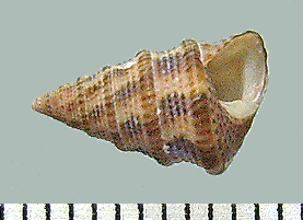 Calliostoma exasperatum (Penn)
