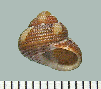 Clanculus cruziatus